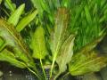 Akváriumi növények - Echinodorus "Green Flame"